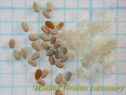 アメリカカンザイシロアリの糞（左）と侵入時に見られる木粉（右）