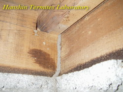 蟻道が確認されても木材に殆ど被害ない場合も多数あります