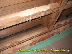 表面に堆積される木粉よりも、壁内で堆積される木粉の方が多くなっています